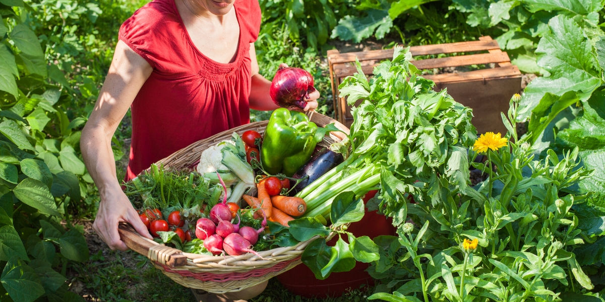 Find out what to plant in your vegetable garden in September!