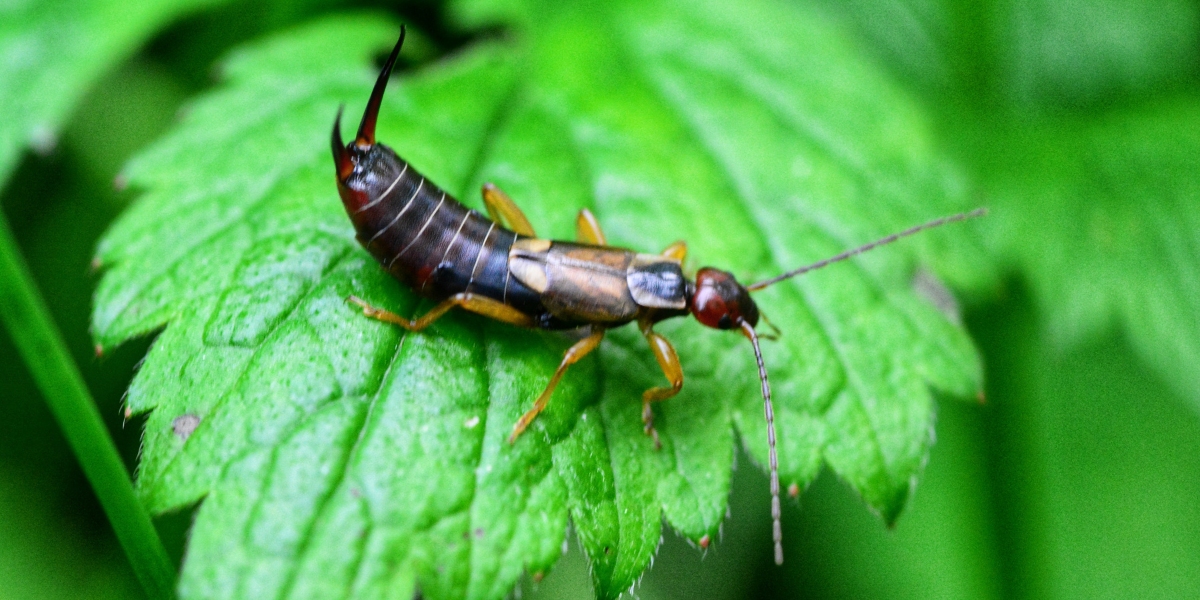 Have you fallen victim to an earwig invasion? Discover our tips for getting rid of them!