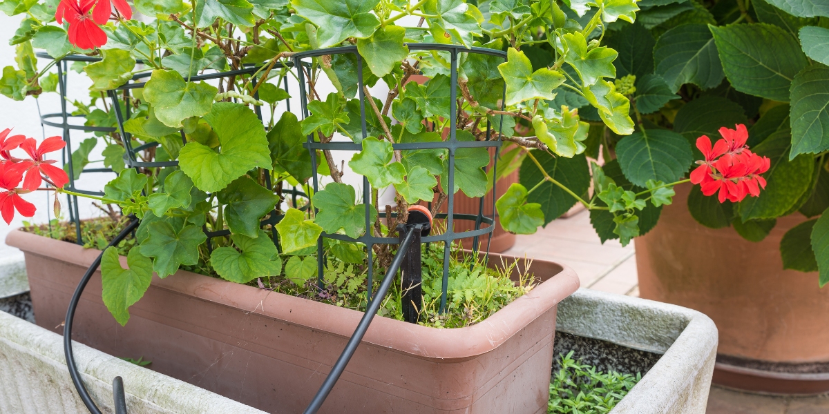 Drip irrigation: economical and ecological