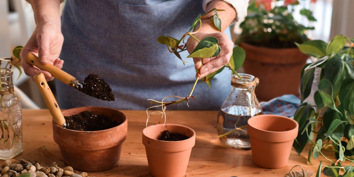 Discover how to take cuttings from your favourite plants!
