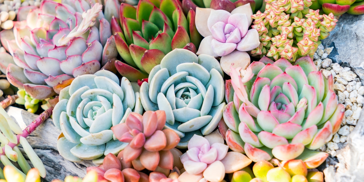 Discover our selection of cold-hardy outdoor succulents!