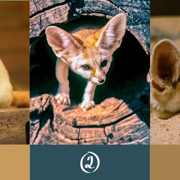 Personality test: Are you more likely to be practical or imaginative? Choose a fennec fox to reveal it!