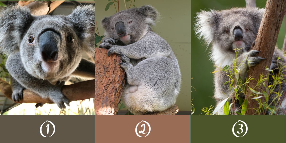Pinpoint your trait - Meticulous or carefree?  Choose a koala to reveal it! The Accuracy will astonish you!