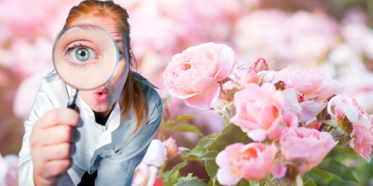 Entfesseln Sie die Schönheit des Herbstes: Die unverzichtbaren Aufgaben für die Pflege Ihres Rosengartens im Oktober