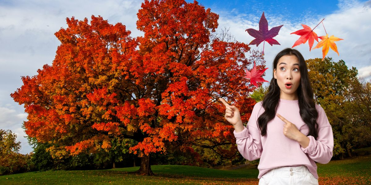 Entfesseln Sie den Zauber des Herbstes in Ihrem Garten: Entdecken Sie fünf Baumarten, die ein spektakuläres Herbstfarbenspiel versprechen